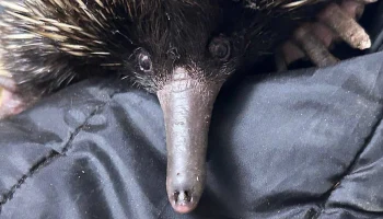 Ехидны и полосатый кускус приехали в Московский зоопарк Ехидны и полосатый кускус приехали в Московский зоопарк