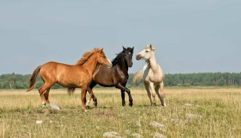 Международная конная выставка Эквирос пройдет в Москве