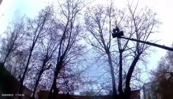В Москве спасли кота, который три дня просидел на дереве на высоте пяти этажей