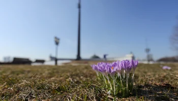 Синоптик Тишковец: Снежный покров сошел в Москве