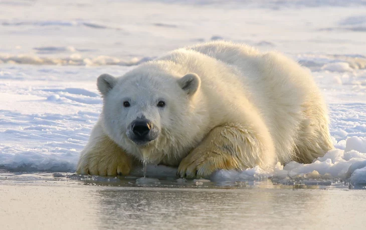 Московский зоопарк показал реакцию Айки на подарок ко Дню полярного медведя Московский зоопарк показал реакцию Айки на подарок ко Дню полярного медведя