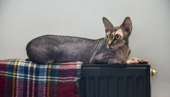 Работу системы отопления скорректировали в Москве из-за похолодания