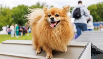 Московские ветеринары расскажут об уходе за питомцами на фестивале "Лапки"