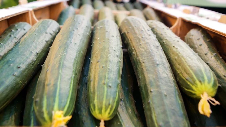 Россия увеличила экспорт огурцов в Польшу до 2,7 млн евро Россия увеличила экспорт огурцов в Польшу до 2,7 млн евро