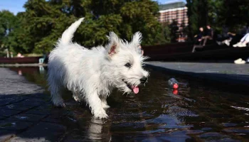 &laquo;Бабье лето продолжается&raquo;: какой будет погода в Москве на следующей неделе