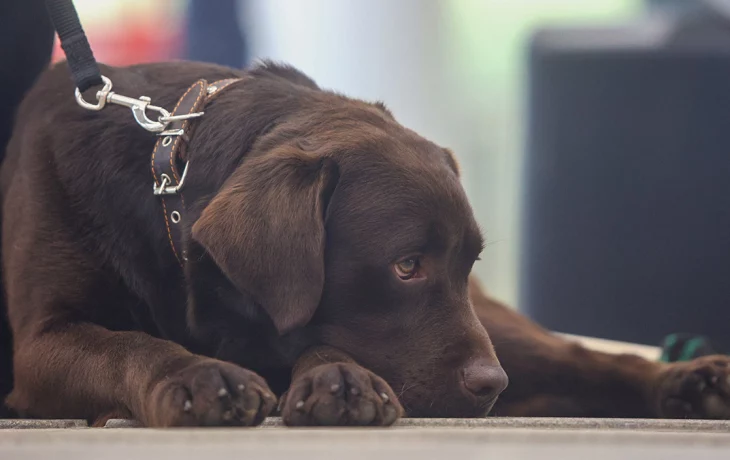 Стало известно, какие имена выбирают москвичи для своих питомцев Стало известно, какие имена выбирают москвичи для своих питомцев