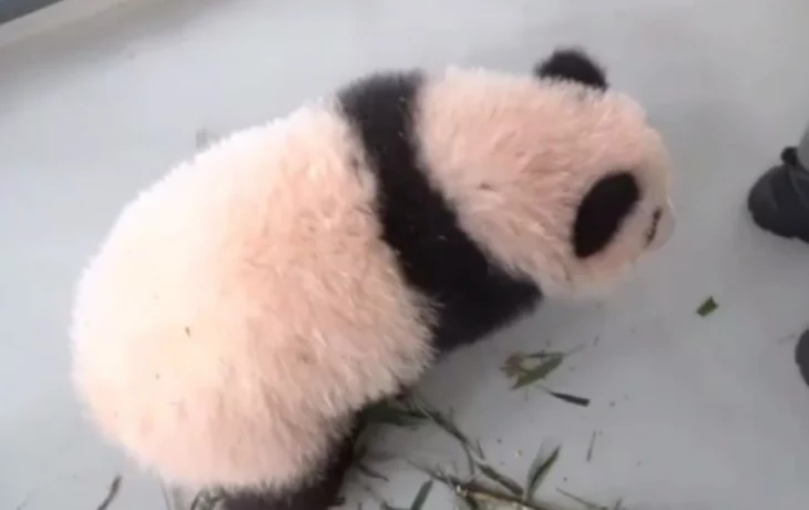 «Масса дел»: Московский зоопарк показал хватающую киперов за пятки малышку-панду «Масса дел»: Московский зоопарк показал хватающую киперов за пятки малышку-панду