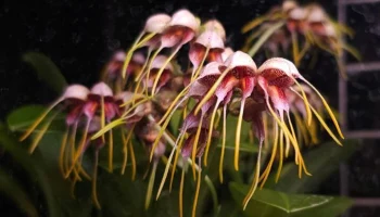 Редкую орхидею Масдеваллию представили в Аптекарском огороде в Москве Редкую орхидею Масдеваллию представили в Аптекарском огороде в Москве