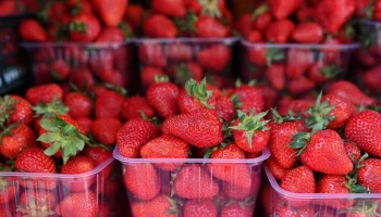Минсельхоз и ФАС проанализируют рост цен на клубнику в России