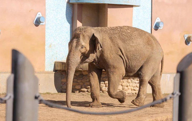 «Кучи прохладного песка»: Московский зоопарк рассказал о тонкостях ухода за слонами