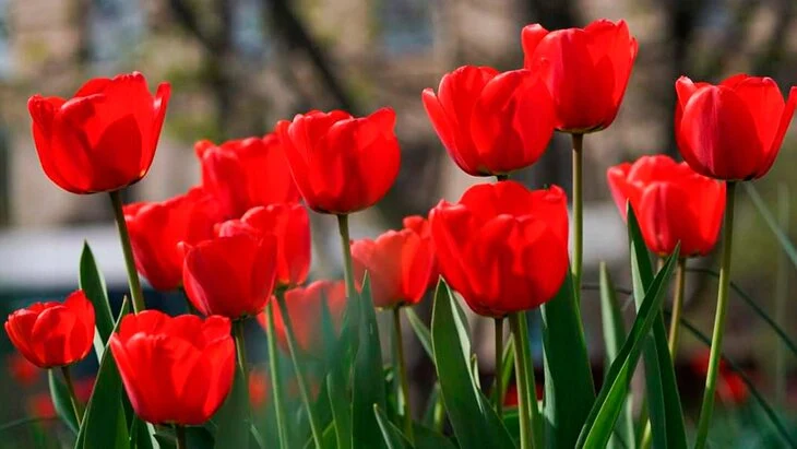 Тюльпаны высадили на столичные клумбы Тюльпаны высадили на столичные клумбы