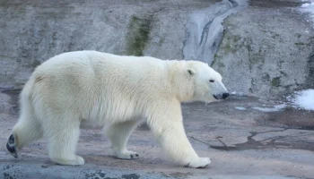 Пятилетней белой медведице Айке из Московского зоопарка подберут пару