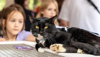 &laquo;Активные граждане&raquo; выберут места для выставок-пристройств собак и кошек