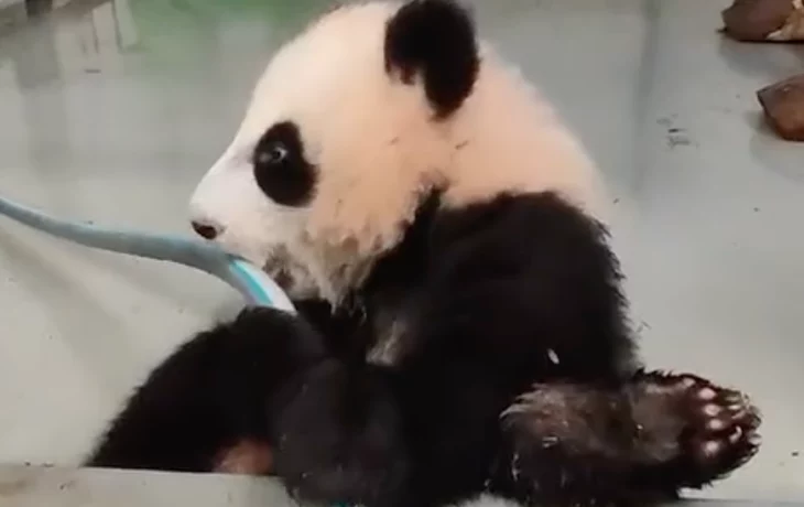 Маленькая помощница: Московский зоопарк показал, как панда Катюша убирает вольер Маленькая помощница: Московский зоопарк показал, как панда Катюша убирает вольер