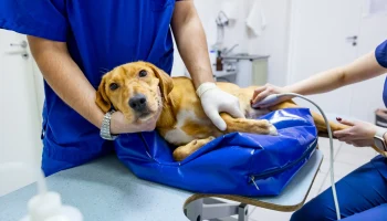 Анастасия Ракова объявила о запуске онлайн-консультации врачей государственных ветклиник