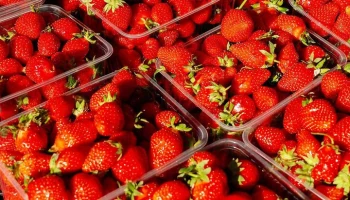Более 100 тонн клубники купили москвичи на ярмарках выходного дня