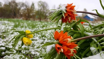 Синоптик Ильин рассказал, когда в Москве выпадет первый снег
