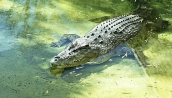 Independent Singapore: малайзиец отбился от крокодила, ткнув ему в глаза