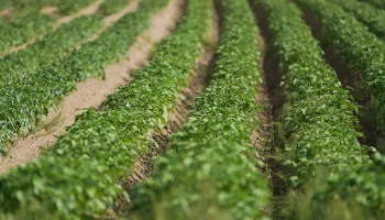 Как правильно распределить растения на грядке, чтобы получить богатый урожай