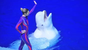 "Москвариум" проведет открытые тренировки дельфинов и белухи