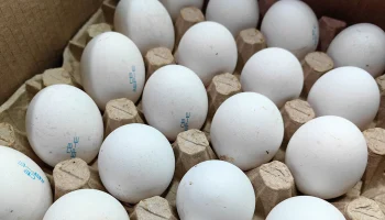 Сальмонелла и другие бактерии: почему надо мыть яйца перед готовкой