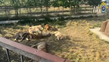 Ветврач Писковой: льва, напавшего на владельца "Тайгана", усыплять не будут