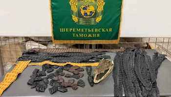 Таможенники в Шереметьеве обнаружили 64 части крокодила в багаже пассажира из КНР