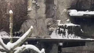 &laquo;Остановить это&raquo;: Московский зоопарк показал негодующего из-за снега Тимошу