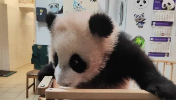 &laquo;Медвежонок прямоходячий&raquo;: Московский зоопарк показал&nbsp;стоящую в кроватке Катюшу