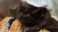 «Собрали заново»: в Московском зоопарке спасли летучую мышь с тяжелыми травмами «Собрали заново»: в Московском зоопарке спасли летучую мышь с тяжелыми травмами