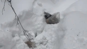 Лапы и хвост разложили по пакетам: появились детали убийства пса на юге Москвы