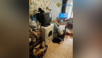 Прокуратура потребовала запретить москвичу содержать 4 кошек в квартире