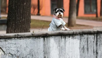 Синоптик Шувалов рассказал, когда в Москву придет оттепель