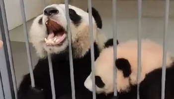 &laquo;Крутится рядом&raquo;: Московский зоопарк показал мешающую маме панду Катюшу