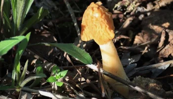 Грибной календарь столицы откроют строчки и сморчки