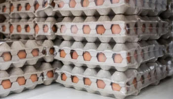 FT: ЕС введет пошлины на импорт украинских яиц и сахара с 28 июня