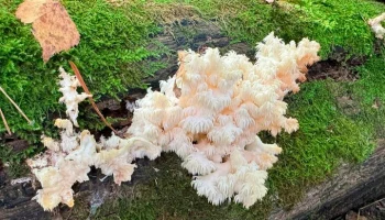 В "Лосином острове" заметили редкий краснокнижный гриб