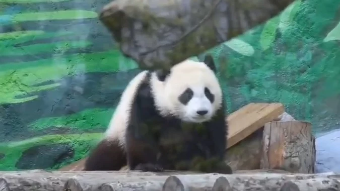 «Новые ощущения»: Московский зоопарк показал уличную прогулку панды Катюши