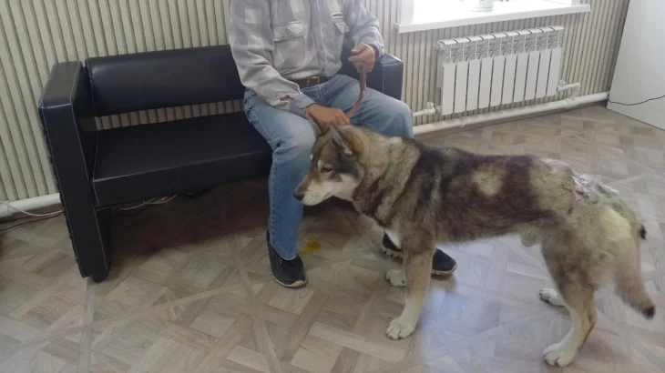 Пес на Сахалине отбил хозяина у медведя и выжил после тяжелых ран Пес на Сахалине отбил хозяина у медведя и выжил после тяжелых ран