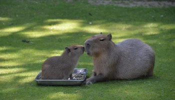 &laquo;Затаились&raquo;: Московский зоопарк показал маскировку капибар
