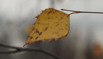 Синоптик Ильин рассказал о погоде в столичном регионе на текущей неделе