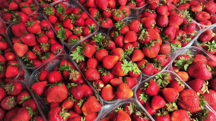 Фермеры в этом сезоне продали в Москве свыше 3 тысяч тонн ягод Фермеры в этом сезоне продали в Москве свыше 3 тысяч тонн ягод