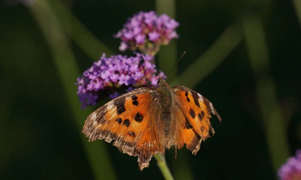 Ученый Марьинский: Нашествие насекомых ждет Москву после снежной зимы