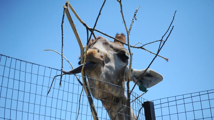 Теплолюбивых животных Московского зоопарка переместили в зимние вольеры Теплолюбивых животных Московского зоопарка переместили в зимние вольеры