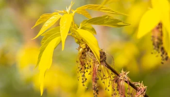 В ближайшие 10 лет: почему в Москве решили вырубить все ясенелистные клены