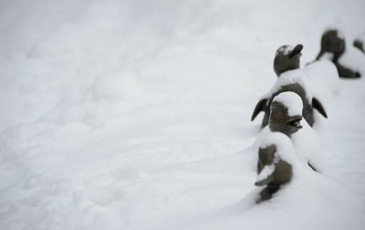 Городские службы ликвидируют последствия снегопада Городские службы ликвидируют последствия снегопада