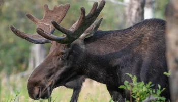 Жителей Подмосковья предупредили о возможности встретить диких животных