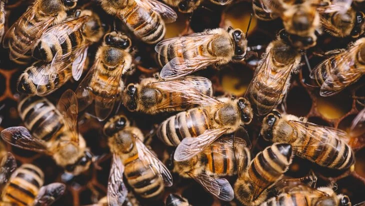 Times of India: в Индии мужчина спас жену от роя пчел и погиб Times of India: в Индии мужчина спас жену от роя пчел и погиб