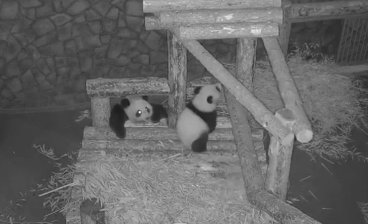 «Новая жизнь»: Московский зоопарк показал «секретный» ночной ритуал панды Катюши