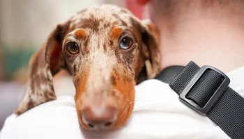 &laquo;Моспитомец&raquo; помогает найти дом уникальным животным с разноцветными глазами